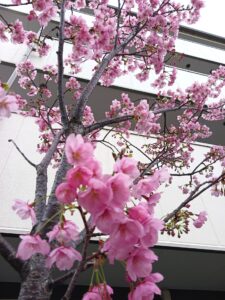 ケアホーム寝屋川宝町　桜】